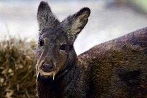 吸血鬼鹿是濒临灭绝的动物，长有一双獠牙非常恐怖