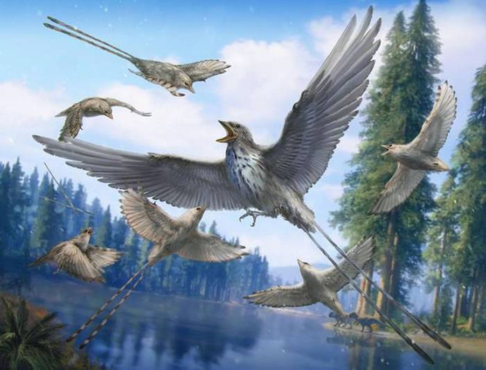 发现一亿年前三维保存的古鸟类尾羽琥珀