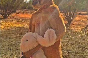 世界上最强壮的袋鼠罗杰在澳大利亚自然保护区爱丽斯泉袋鼠保育中心离世