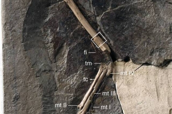 早白垩世九佛堂组反鸟类化石中发现髓质骨 迄今为止最为确凿的中生代鸟类髓质骨研究