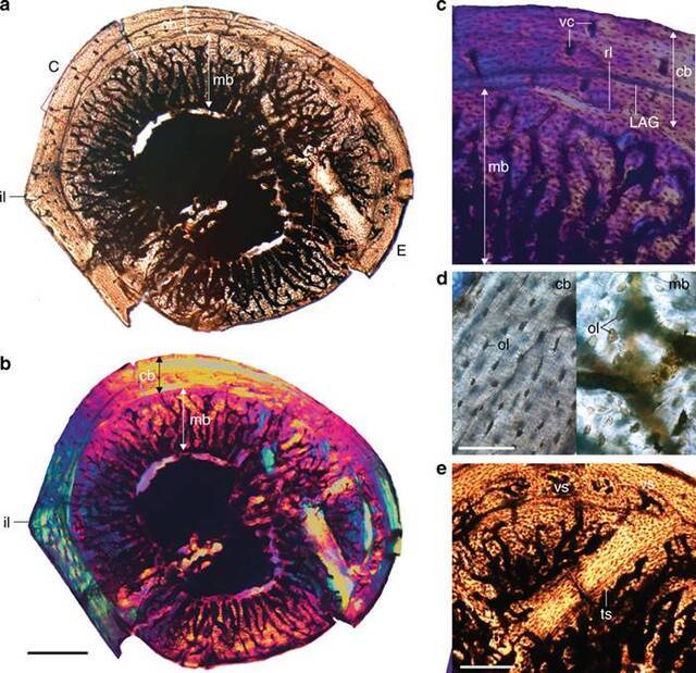 早白垩世九佛堂组反鸟类化石中发现髓质骨 迄今为止最为确凿的中生代鸟类髓质骨研究