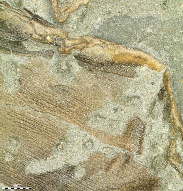 首次发现鱼龙脂肪化石 意味着其是温血爬行动物