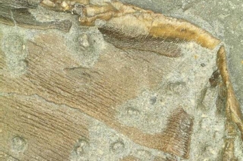 首次发现鱼龙脂肪化石 意味着其是温血爬行动物