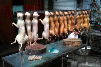 广西玉林荔枝狗肉节临近 大量狗肉疑源自毒杀宠物犬