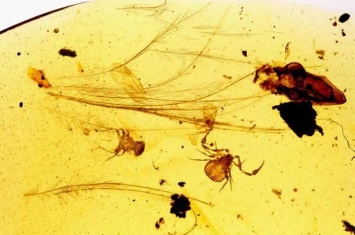 缅甸琥珀中发现极为罕见的携播现象：一类叫伪蝎的蛛形纲动物会“搭车”鸟类