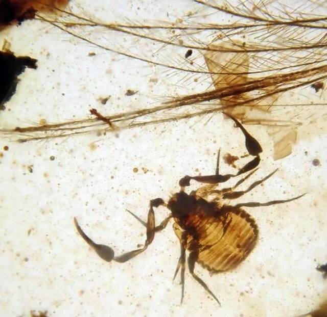 缅甸琥珀中发现极为罕见的携播现象：一类叫伪蝎的蛛形纲动物会“搭车”鸟类