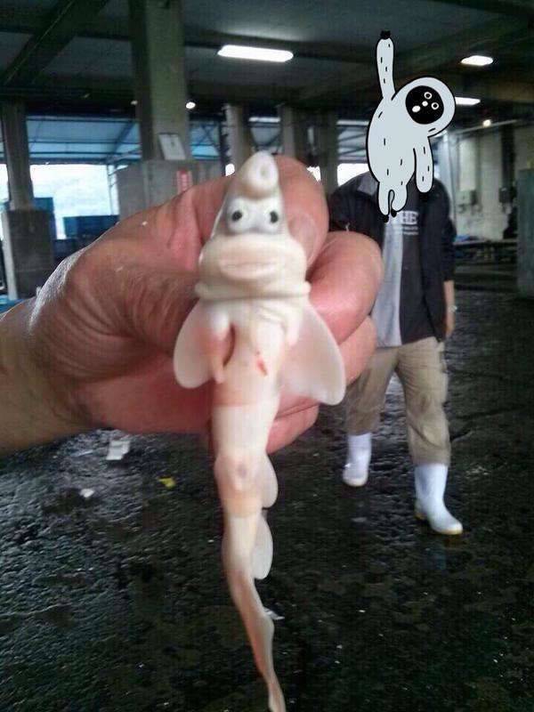 怪鱼照片在日本推特造成大轰动