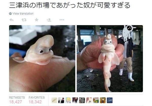 怪鱼照片在日本推特造成大轰动