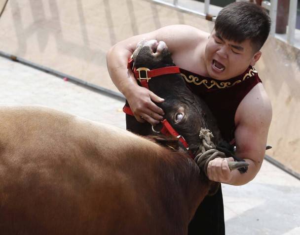 浙江省嘉兴市举办第4届中国摔牛争霸赛选拔赛 参赛者徒手摔倒350公斤公牛