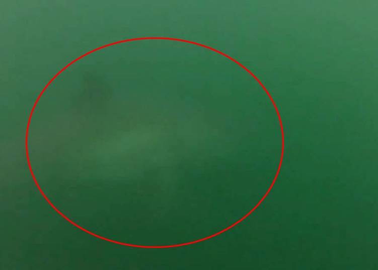 澳洲滑浪手遇上大白鲨 拍下惊险逃命实录