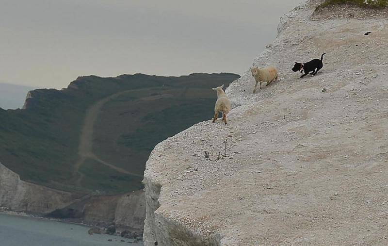英国黑狗疯狂追赶两只绵羊使其跳下悬崖坠亡