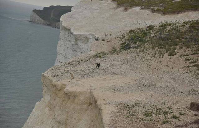 英国黑狗疯狂追赶两只绵羊使其跳下悬崖坠亡