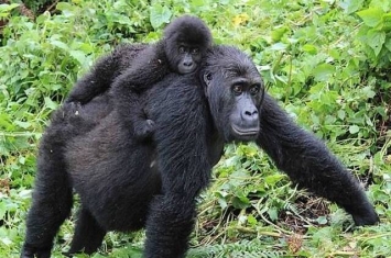 研究指格劳尔大猩猩基因变异 趾间长蹼和抗疫力下降