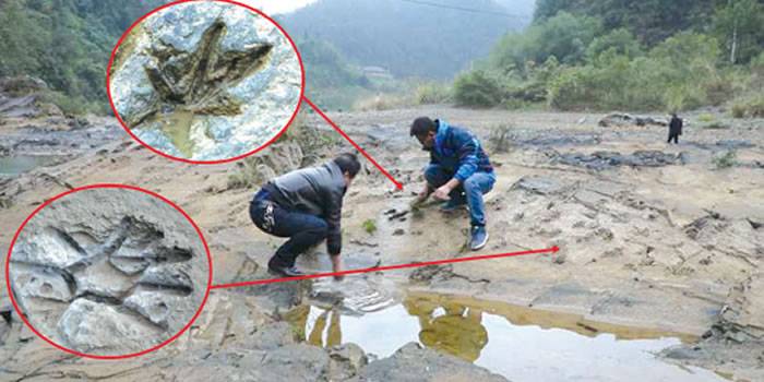 贵州三都县都江镇打鱼社区河水褪去后惊现“老虎跳”印痕化石