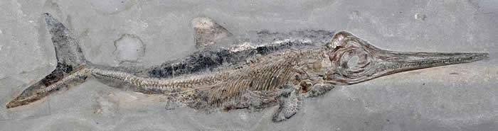 德国发现的1.8亿年前“海怪”狭翼鱼龙化石仍保有皮肤和脂肪组织