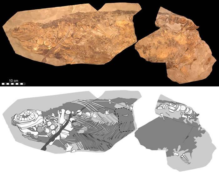 德国发现的1.8亿年前“海怪”狭翼鱼龙化石仍保有皮肤和脂肪组织