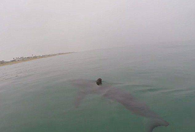 美国男子划冲浪板寻找大白鲨并录像留念