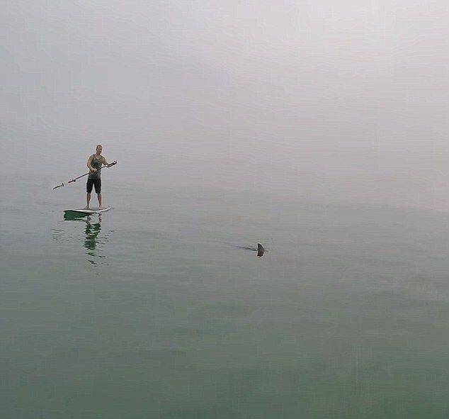 美国男子划冲浪板寻找大白鲨并录像留念