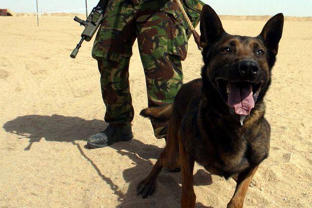 英国军方被爆一年内人道毁灭58只服役犬 原因竟是“未达水准”
