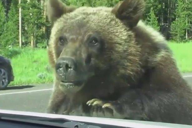 美国黄石公园好奇棕熊爬车窗吓坏游客