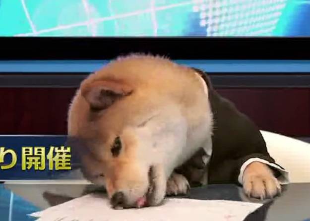 日本柴犬穿西装做主播 不时打瞌睡咬玩具萌爆