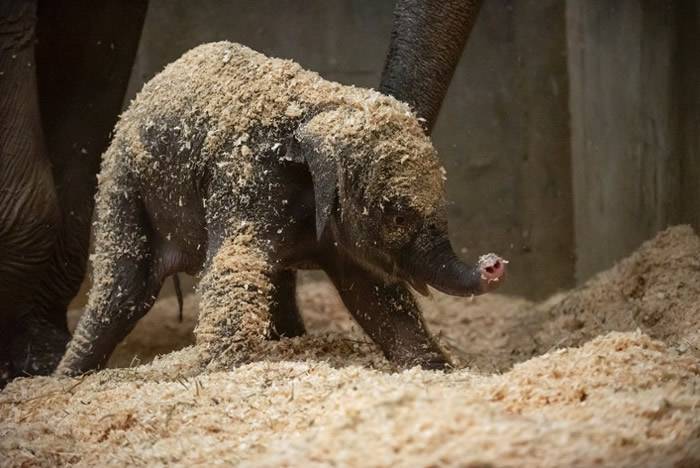 美国俄亥俄州哥伦布动物园及水族馆初出生小象患急病夭折