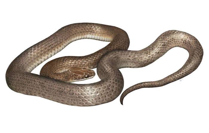 墨西哥森林“中美珊瑚蛇”肚子里面发现全新蛇种“神秘晚餐蛇”Cenaspis aenigma