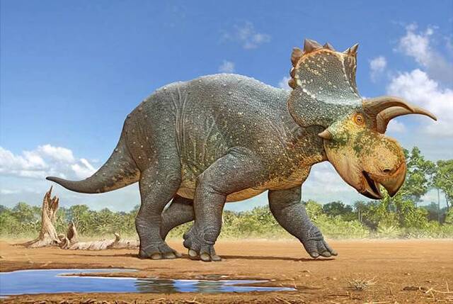 美国亚利桑那州南部发现新的角龙类恐龙Crittendenceratops Krzyzanowski