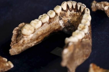 人类学家新方法通过牙齿判断古人类性别