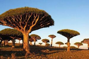世界上最像外星的小岛，索科特拉岛(独有超稀有的龙血树)