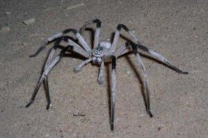 世界上腿最长的蜘蛛：蜢蜘，腿长38厘米身长仅4厘米