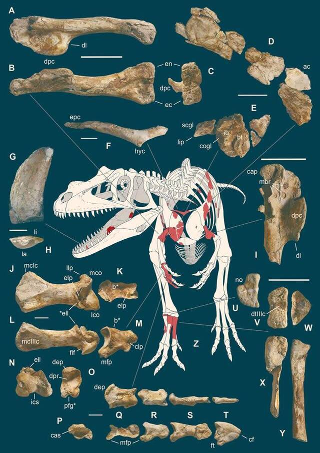 意大利阿尔卑斯山发现已知最古老掠食性恐龙化石——角鼻龙Saltriovenator zanellai