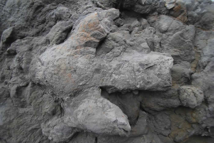 英国东苏塞克斯黑斯廷斯发现85个保存完好的恐龙脚印化石