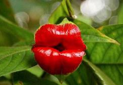 世界上最性感的花，嘴唇花似美女烈焰红唇(告白最佳花)