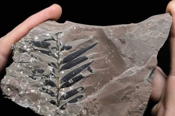 约旦国新发现的化石表明二叠纪时期的热带栖息地是植物演化“隐蔽摇篮”