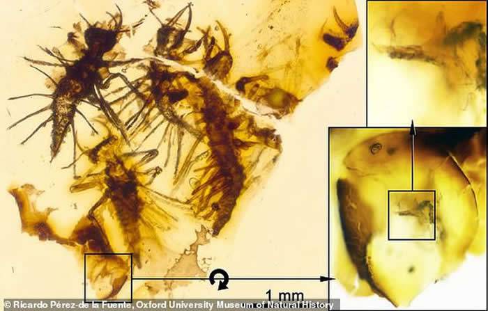 昆虫“破卵器”的首个化石证据：黎巴嫩琥珀中发现4只1.3亿年前刚刚孵化的昆虫