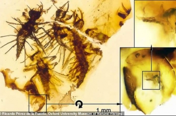 昆虫“破卵器”的首个化石证据：黎巴嫩琥珀中发现4只1.3亿年前刚刚孵化的昆虫