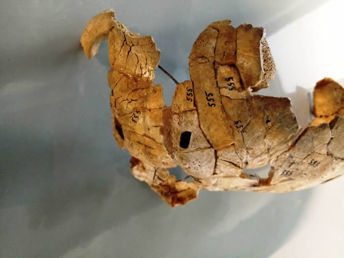 波兰境内8000年前的谋杀案 纳雷夫河河岸发现石器时代猎人头骨