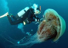 世界上最大的水母，北极霞水母(触手长度74米/伞部直径3米)