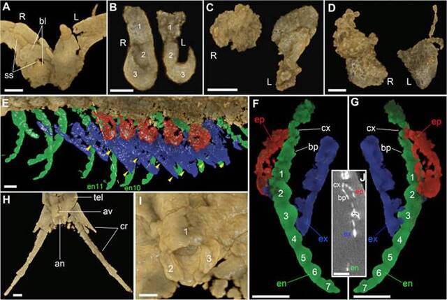确认昆虫与甲壳动物的最早祖先为5.2亿年前的“多节耳材村虫”