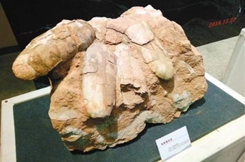 秦岭商丹盆地采集的椭圆形恐龙蛋属于晚白垩世恐龙蛋新类型——商丹重壁蛋