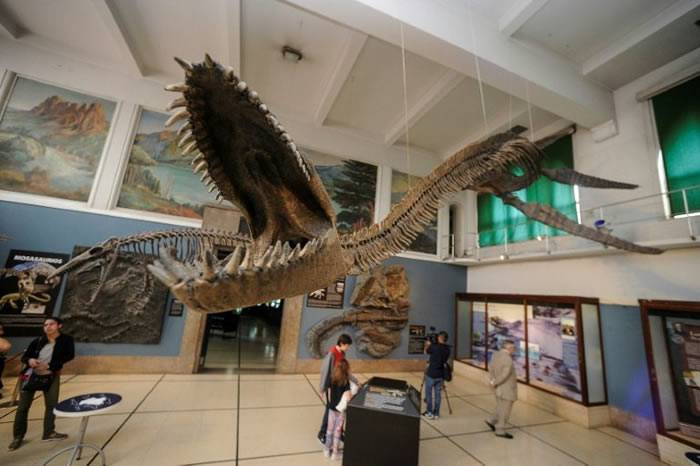 罕见蛇颈龙骨架化石亮相阿根廷自然科学博物馆