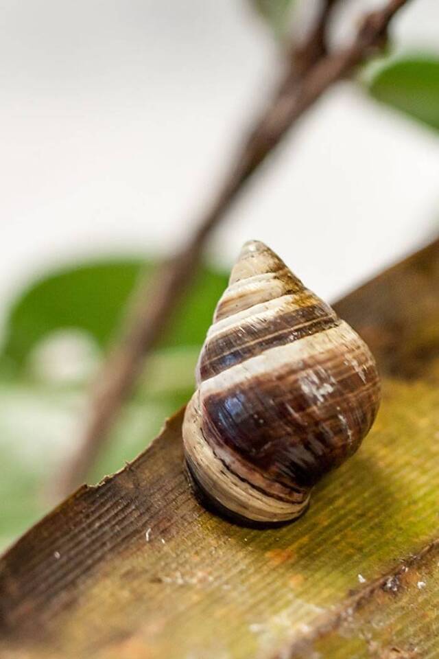 世界上最后一只“夏威夷金顶树蜗”乔治已经死亡 “享年”14岁