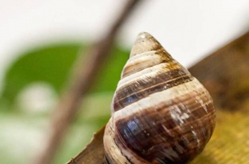 世界上最后一只“夏威夷金顶树蜗”乔治已经死亡 “享年”14岁