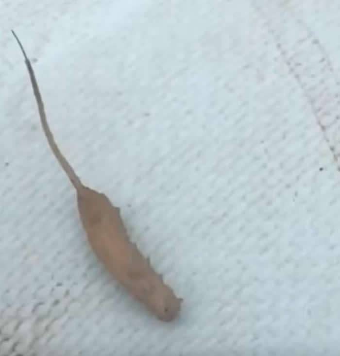 长着老鼠尾巴的毛毛虫“鼠尾蛆”：澳大利亚游客在波莱克湖岸边拍到“外星生物”