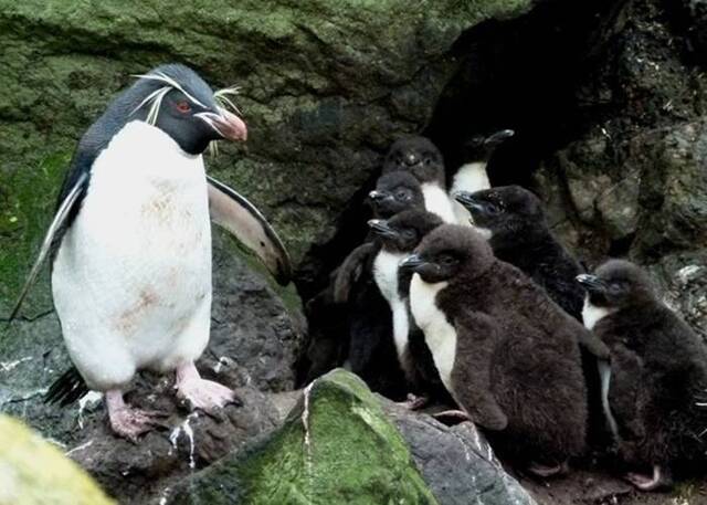 生活在南极洲附近岛屿的小跳岩企鹅现身5000公里外澳洲西澳省