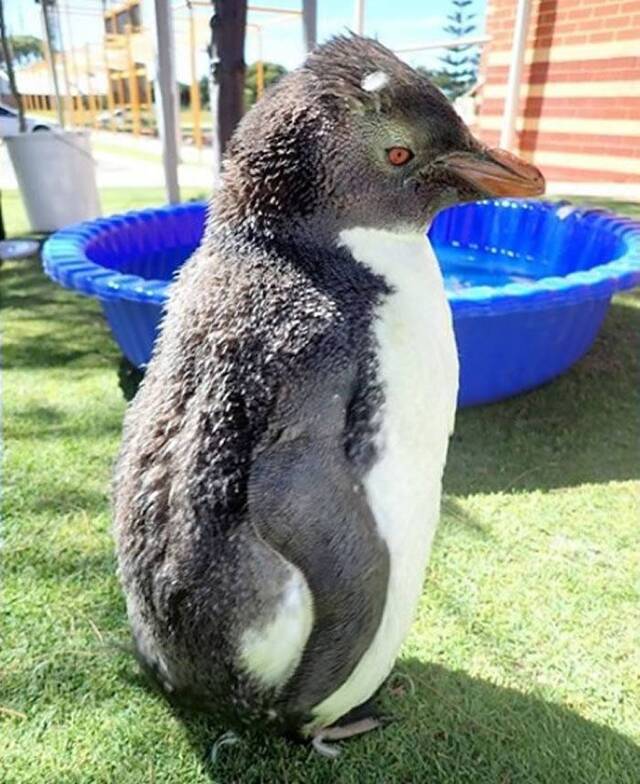 生活在南极洲附近岛屿的小跳岩企鹅现身5000公里外澳洲西澳省