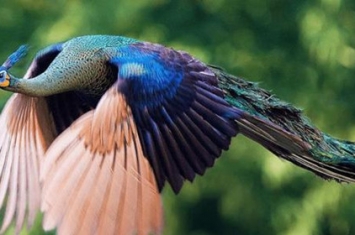 绿孔雀有什么特性