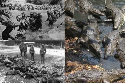 二战兰里岛鳄鱼吃人事件是真的吗?900多日军真的都被鳄鱼吃了吗?