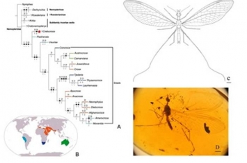 《系统昆虫学》：发现世界第一枚旌蛉成虫琥珀